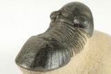 Paralejurus Trilobite Fossil - Foum Zguid, Morocco #204231-4